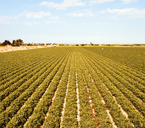 As ferramentas de piloto automático da CHCNAV para agricultura aumentam produtividade, lucro e sustentabilidade.a a agricultura aumentam os rendimentos, o lucro e a sustentabilidade. 