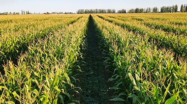 Mit einer Genauigkeit von ±2,5 cm bietet der NX510 Autosteer eine perfekte Reihenabstandsregelung für den Co-Cropping-Anbau