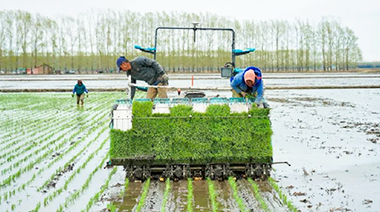 Während der gesamten Reispflanzsaison hat CHCNAV Tausenden von Bauern in verschiedenen Ländern geholfen, optimale Ernten zu erzielen. 