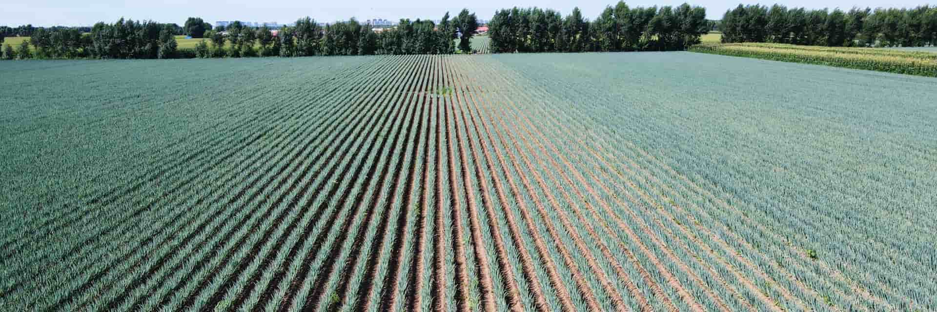 Grâce au système d'autoguidage CHCNAV, les billons sont particulièrement droits, le processus de désherbage et la ventilation sont optimisés, ce qui permet aux agriculteurs de générer plus de revenus.