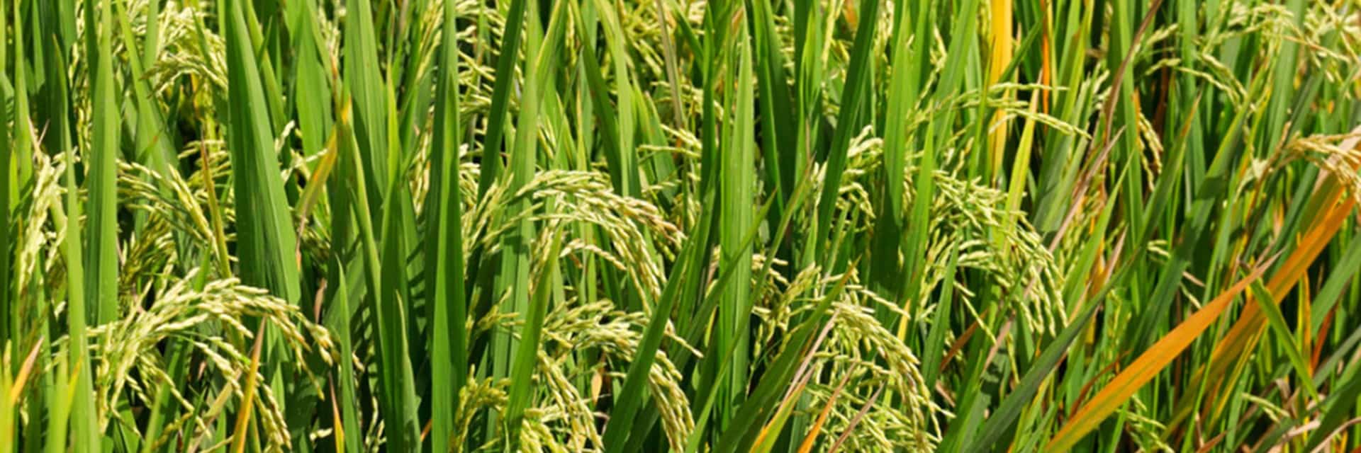 A lo largo de las temporadas de siembra del arroz, CHCNAV ayudó a miles de agricultores de distintos países a obtener cosechas óptimas. 